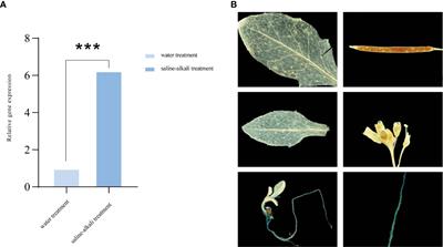 Overexpression of the aldehyde dehydrogenase AhALDH3H1 from Arachis hypogaea in soybean increases saline-alkali stress tolerance